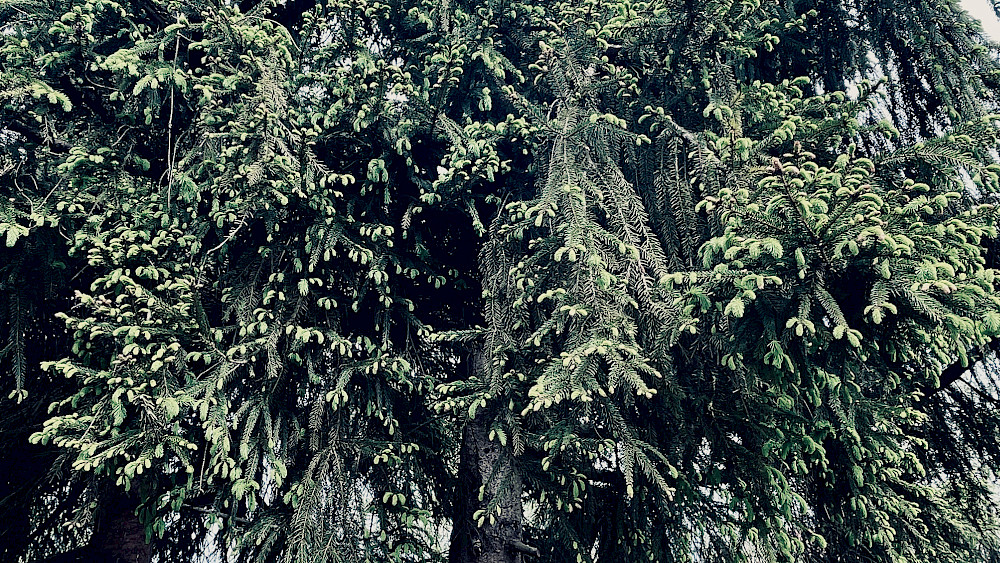 Spitzen