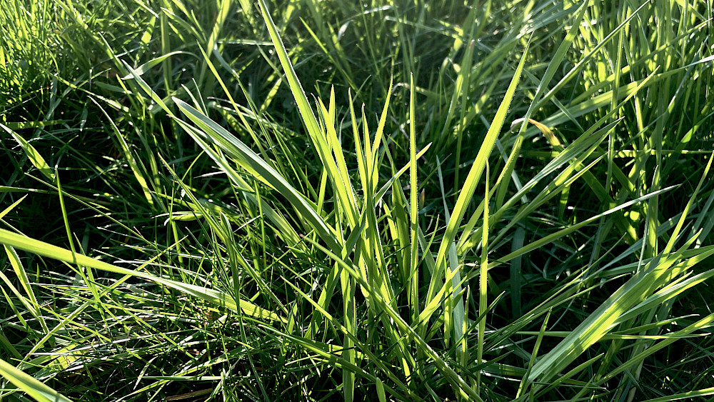 Leaves of Grass Leaves of Grass